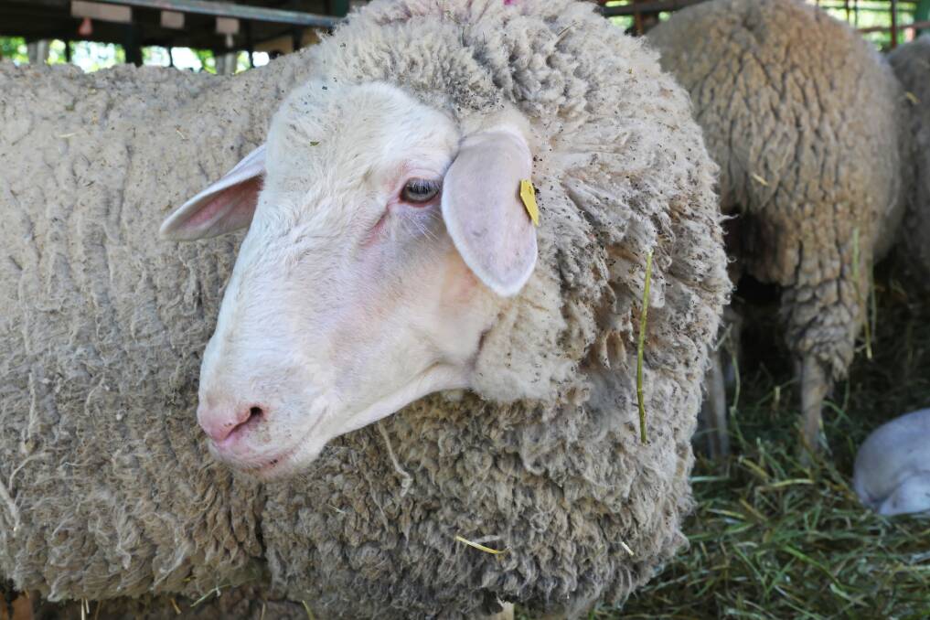 Ballarat livestock reports, August 13