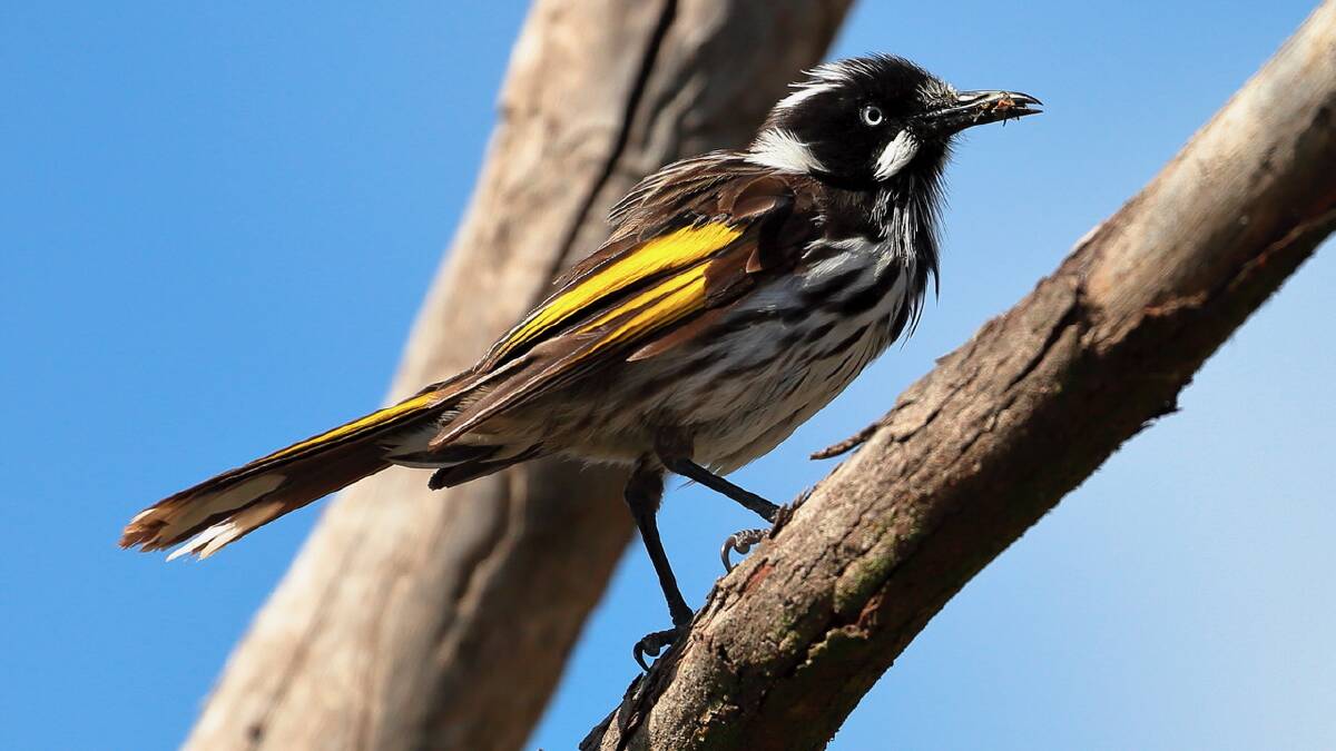 ATTRACTIVE: The New Holland honeyeater is now found in many Ballarat gardens, especially those with flowering native shrubs. Picture: Ed Dunens 