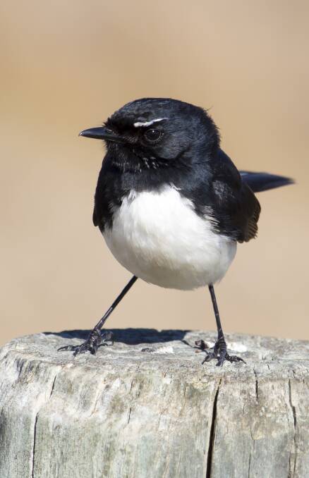 LIFESPAN: Willie wagtails usually live for somewhere between 10 and 15 years.