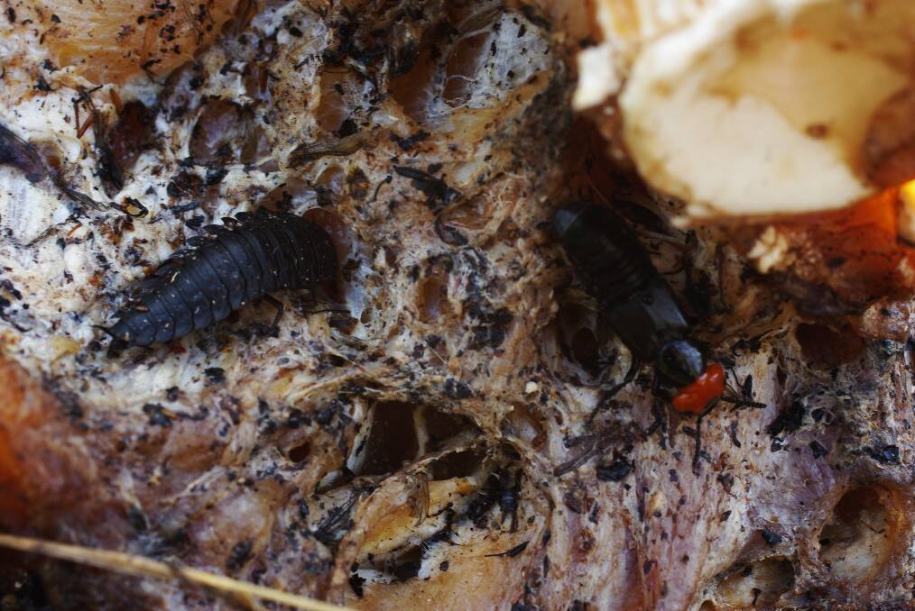 DISTINCTIVE: An adult rove beetle on the right, with a larva on the left. These are on the flesh of a dead animal. Picture: SUPPLIED