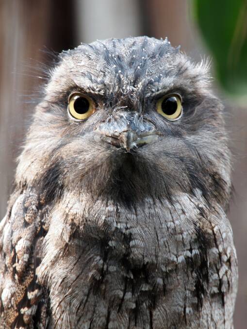 RISK: Frogmouths can be attracted to insects injured by passing vehicles.