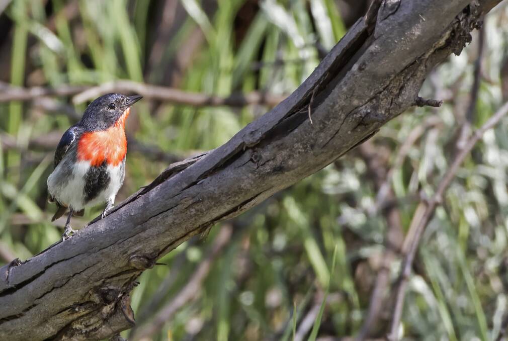 STUNNING: The male mistletoebird has a bright red chest, glossy blue-black back, and a little pink under the tail. 