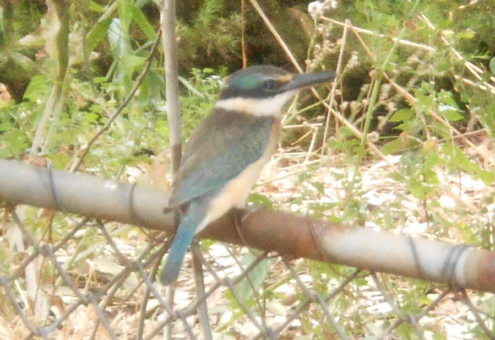MIGRANT: The sacred kingfisher doesn't have to have fish to survive.