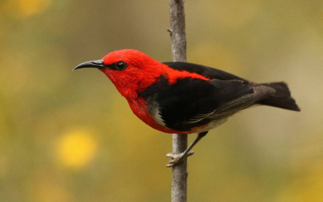 TRAVELLER: The scarlet honeyeater (male pictured) is a migrant to Victoria and is usually found in Gippsland rainforests. Picture: Shutterstock.com
