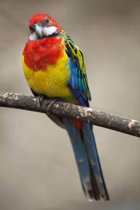 VARIATION: Eastern and crimson rosellas have different feeding habits.