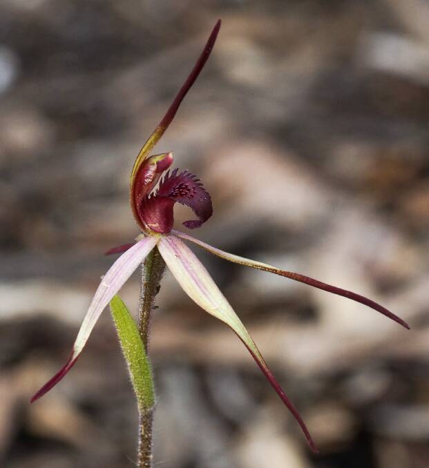 REMARKABLE: A rare wine-lipped spider orchid has appeared near Raglan for two years in a row. Picture: Bill Blackburn