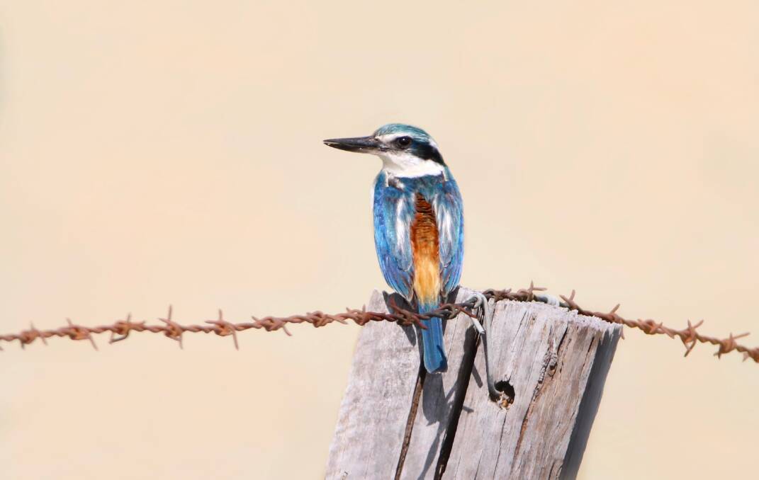 UNPREDICTABLE: A red-backed kingfisher photographed near Burrumbeet last weekend. Picture: Indra Bone