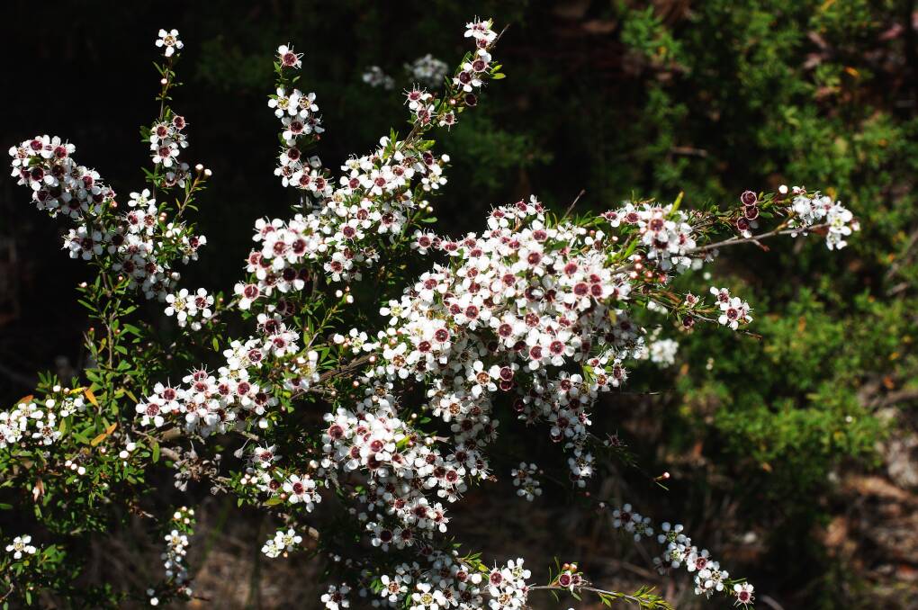 NATIVE WEED: A weedy kunzea shrub, photographed by a roadside at Scarsdale earlier this week.