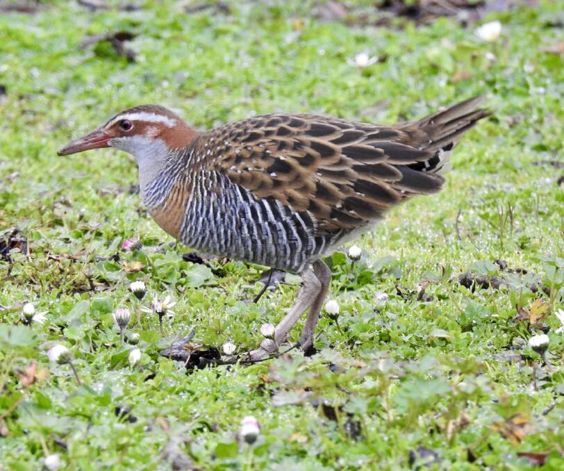 REMARKABLE: A beautifully marked buff-banded rail has been present at Ballarat's Lake Wendouree for more than a month now. Picture: Lissa Ryan
