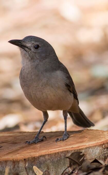 DOUBLE-NAME: The grey shrike thrush and the grey thrush are the same bird. 
