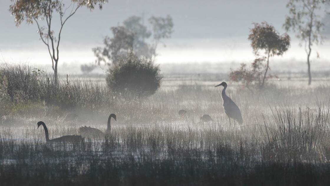 INTERESTING: A misty morning with swans and brolga at Mullawallah Wetlands, just a few kilometres west of Ballarat. Picture: Ed Dunens.