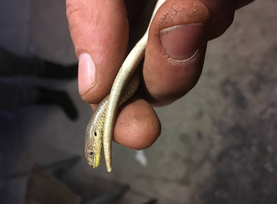 INTRIGUING: This legless lizard was found recently at Newbridge, which is on the Loddon River west of Bendigo. Picture: Rhett Parry