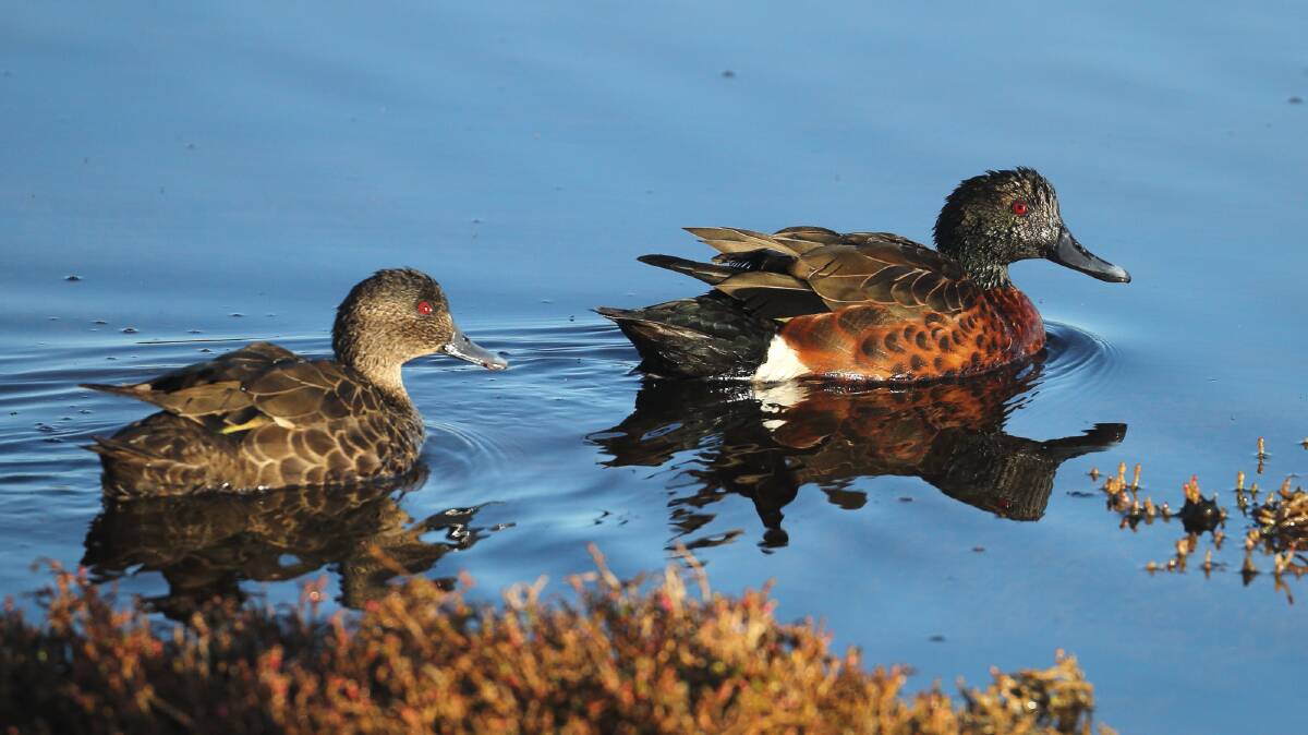 SUBTLE: A bird man of old was right: there are two types of teal, but they can be hard to differentiate. Here's a pair of chestnut teal. Picture: Ed Dunens