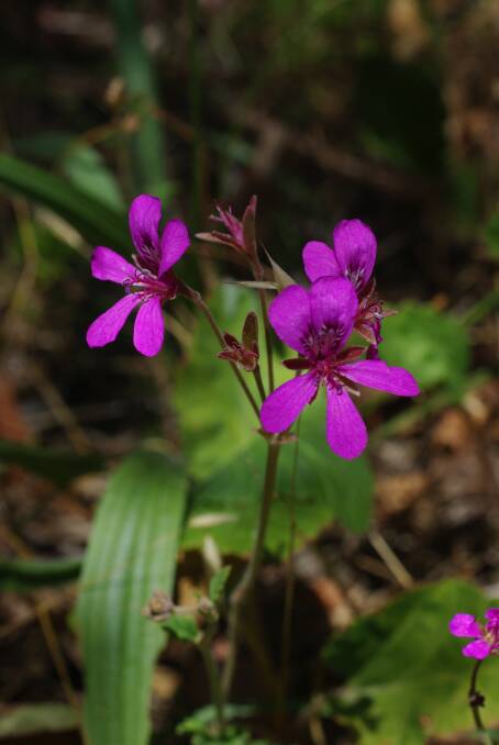 MAGNIFICENT: The Magenta storksbill can be found in small numbers around Lake Burrumbeet.