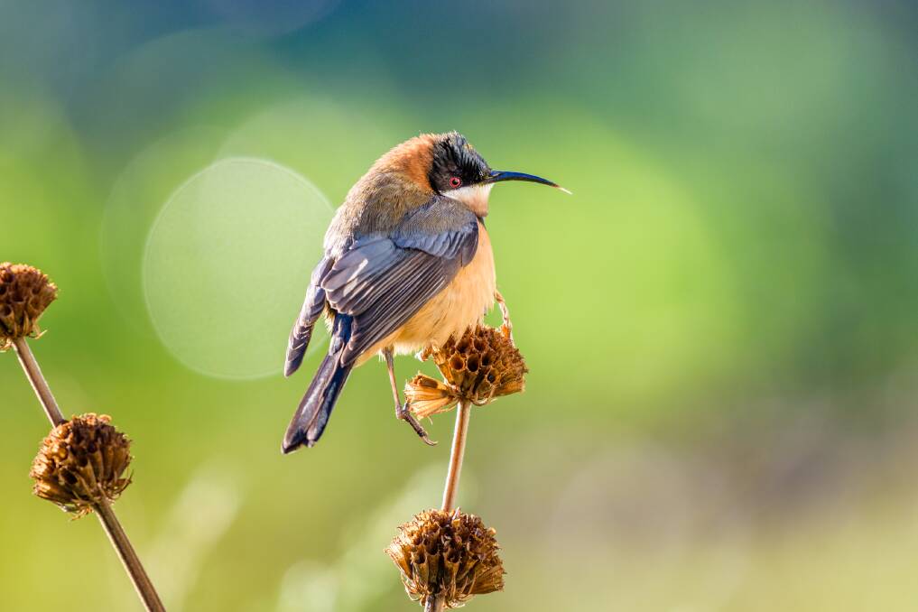 VISITOR: Eastern spinebills are attracted to flowering fuchsias, correas, salvias, grevilleas and kangaroo-paws. Picture: shutterstock.com