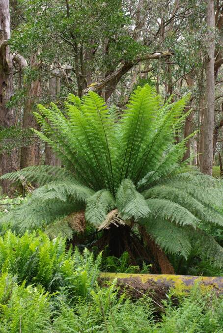 NOT COMMON: A fine tree fern spotted at Bullarto. Ferns are a bit of a rarity in Ballarat and surrounds. 