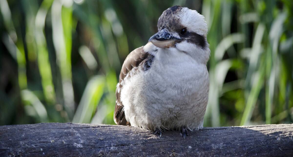BEGINNERS: The "learning-to-laugh" calls of the laughing kookaburra can be heard across the district right now.