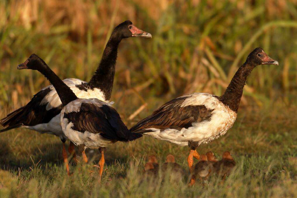 WELL HIDDEN: Magpie geese with small goslings at Lake Wendouree. These geese can rarely sighted from the shore. Picture: Ed Dunens