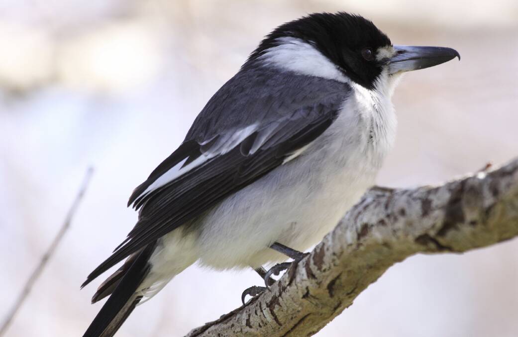 BEAUTIFUL MUSIC: The grey butcherbird is a fine songster, especially in autumn, with one local family more in tune that most. Photo: Ed Dunens