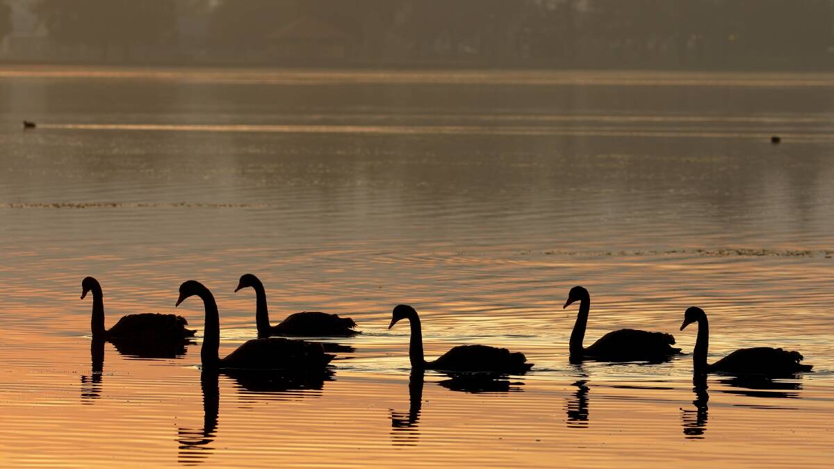 BELOW AVERAGE: Lake Wendouree's swan population is lower than usual for this time of the year. Picture: ED DUNENS