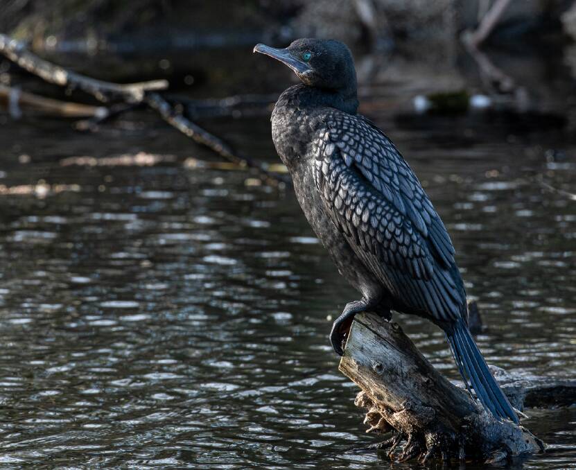 ATTRACTIVE: Little black cormorants have made their home at Lake Wendouree only in the past 10 years. 