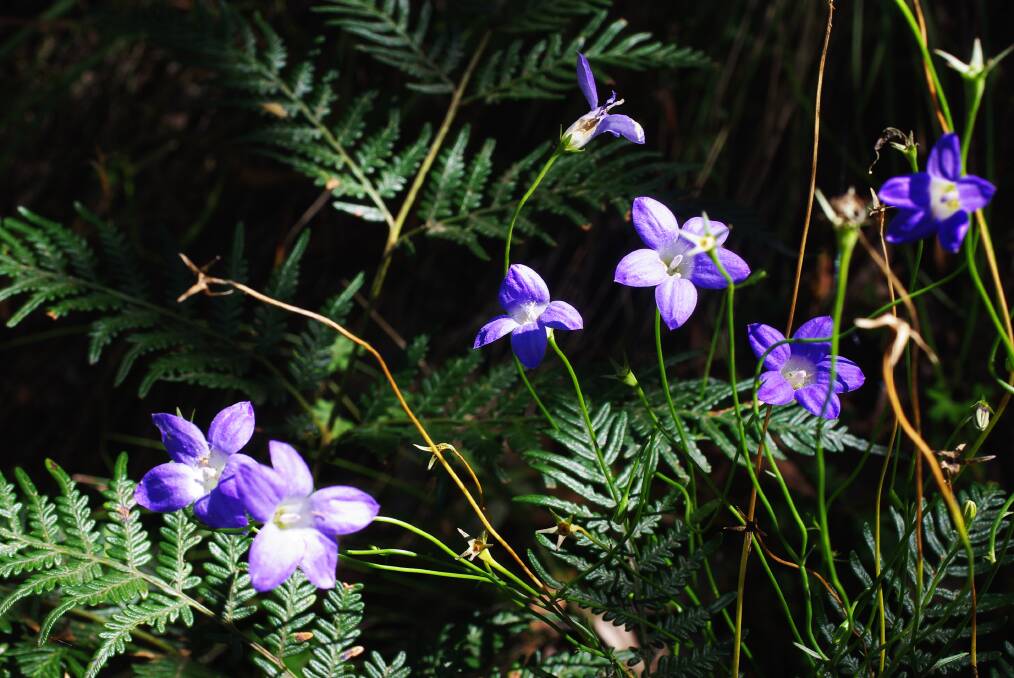 GORGEOUS: Bluebell flowers, our largest local species, were spotted at Mount Buninyong last month. 