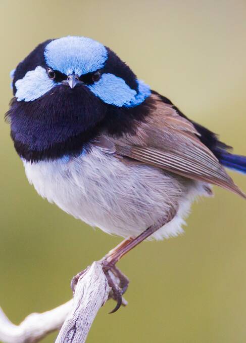 DIFFERENT: Unlike a lot of birds, male blue wrens moult twice each year.