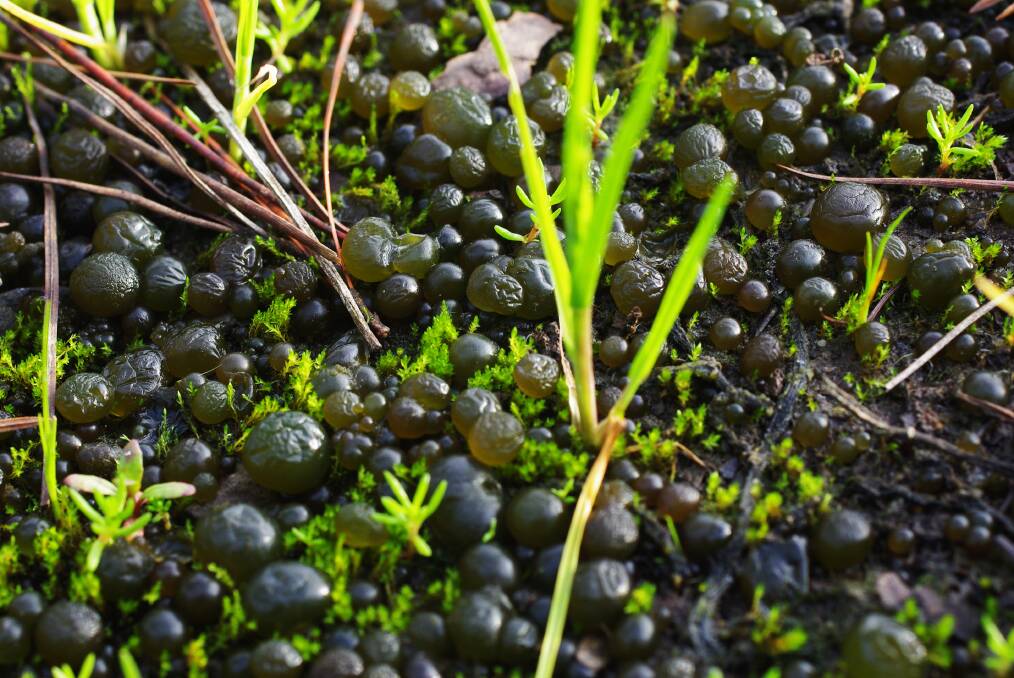 CLOSE UP: Nostoc, sometimes known as Nostoc algae balls, has spheres a little smaller than rabbit droppings.