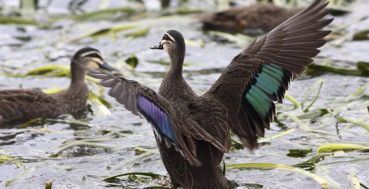 ABUNDANT: The black duck total of 605 at a recent bird count is perhaps the highest number recorded at Lake Wendouree. Picture: Ed Dunens