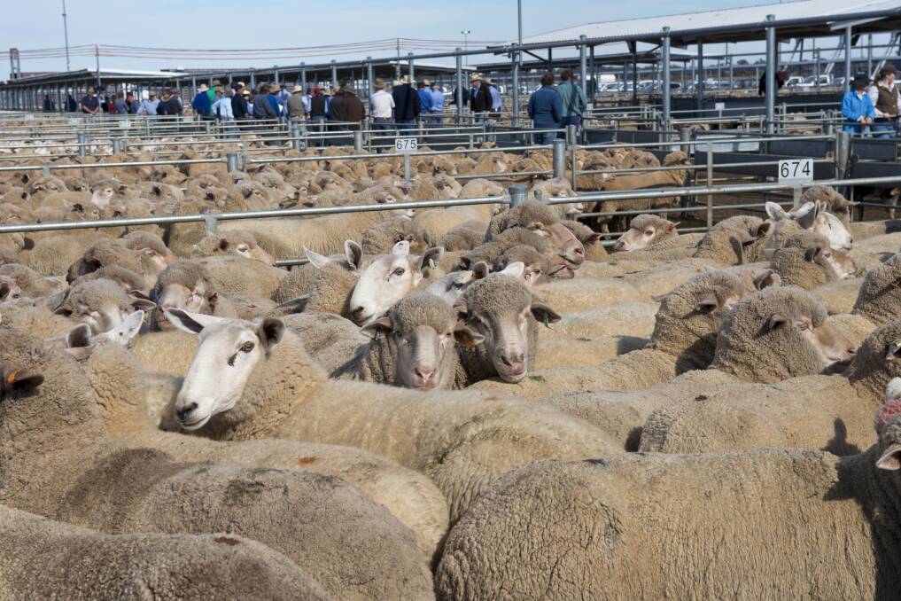 Ballarat livestock reports, July 16