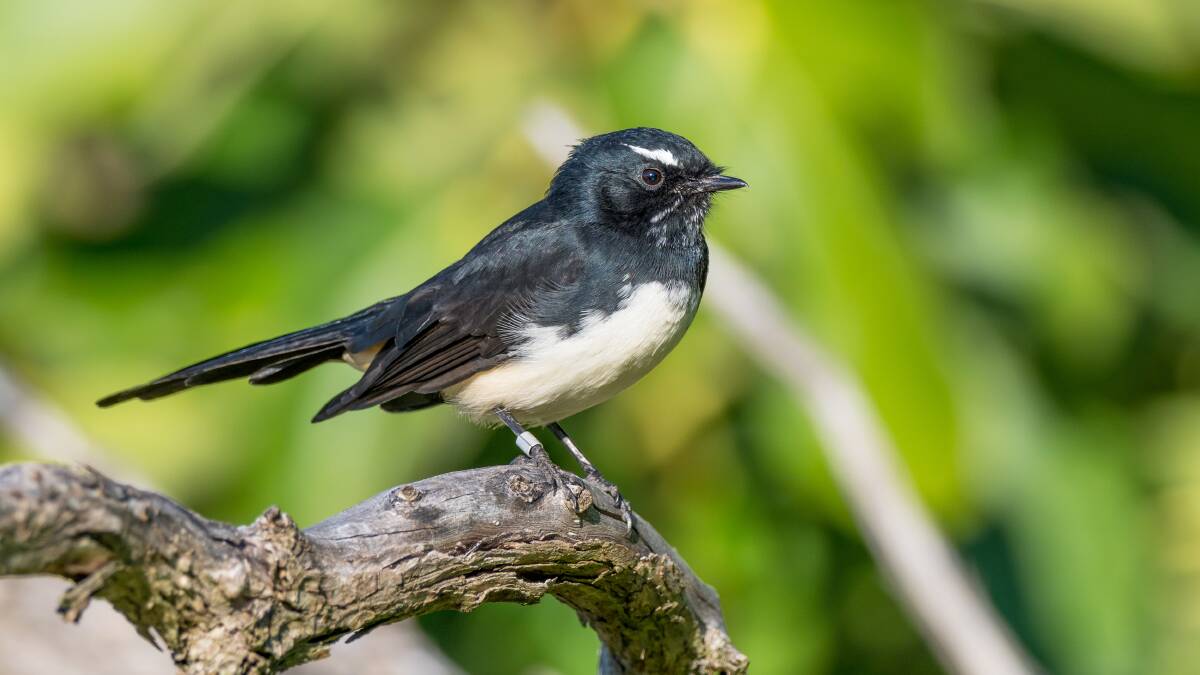 IDENTICAL: Willie wagtails look the same. Picture: Shutterstock.com