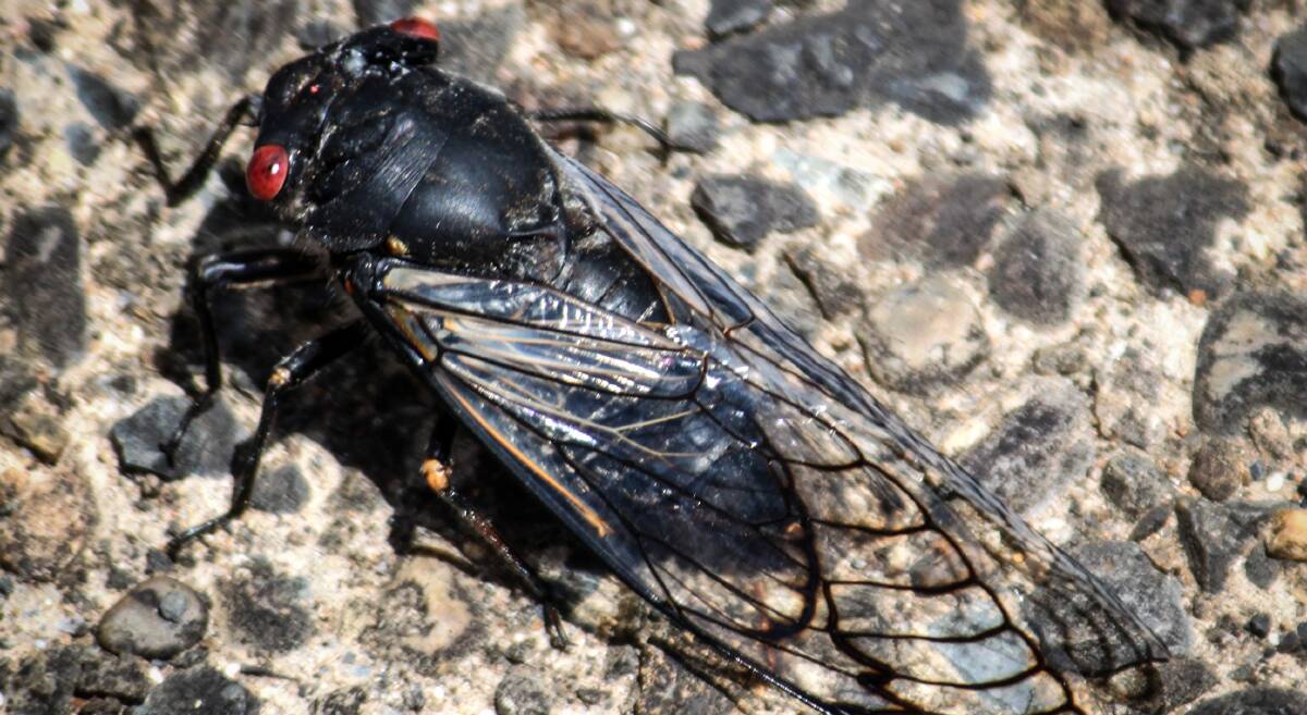 LOUD: The sound of the red-eyed cicada can often be heard around Ballarat as the temperature rises on hot days. Only the males call. 