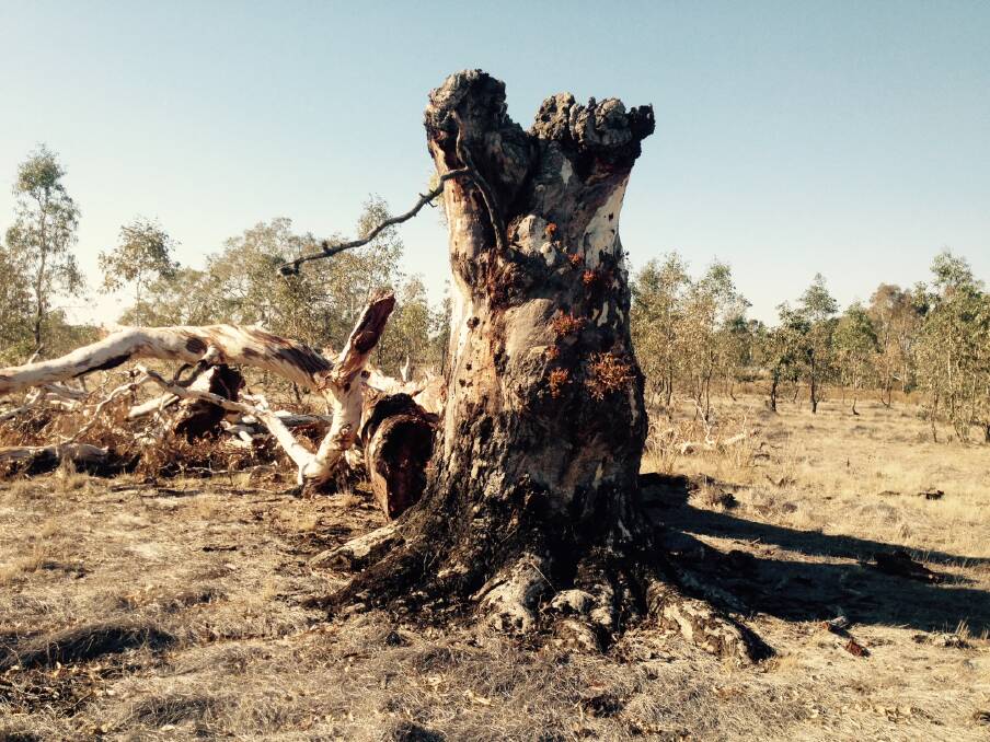 HISTORIC: Roger Thomas believes this recently broken river red gum, found in a dry swamp near Clunes, could be 300 or more years old.