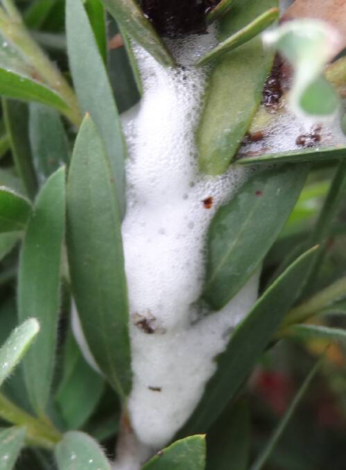PROTECTION: 'Cuckoo spit' is more common on wattles than bottlebrushes.
