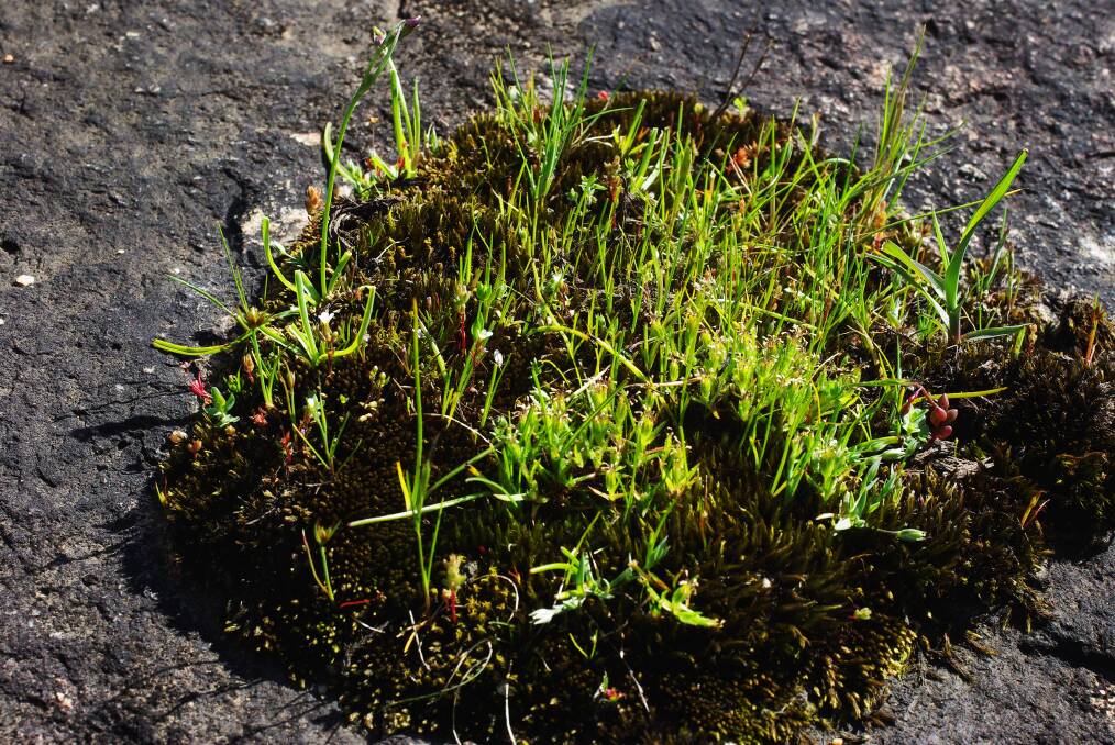 FASCINATING: More than 20 sorts of small plants grow in this small patch of moss. Picture: Supplied