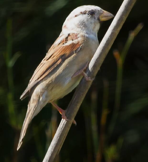 POSSIBILITY: Leucism is where excessive white or pale feathers appear.