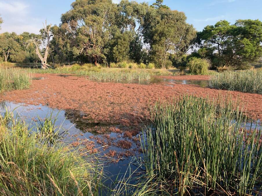 NOtICEABLE: Dense growth of red water-milfoil has appeared this summer in Ballarat's North Gardens Wetlands. Picture: Supplied