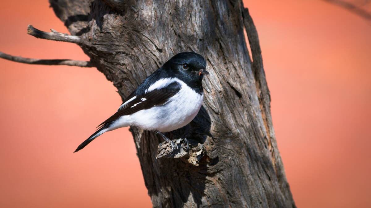 NATIVE: The hooded robin frequents open forests and woodlands, but is now scarce within 40km of Ballarat. Picture: Shutterstock