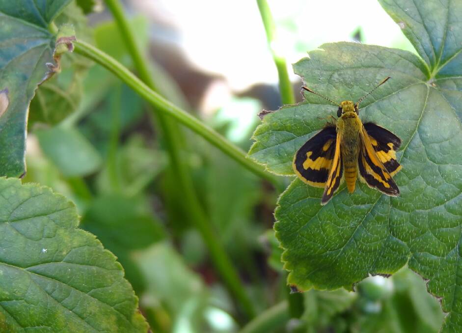 COMFORTABLE: A green grass-dart butterfly, also known as the yellow-banded dart, was spotted in a Mt Clear garden recently. Picture: Supplied
