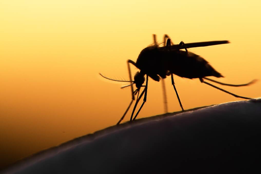 FLIGHT DATA: Female mosquito wings beat more than 300 times a second. 
