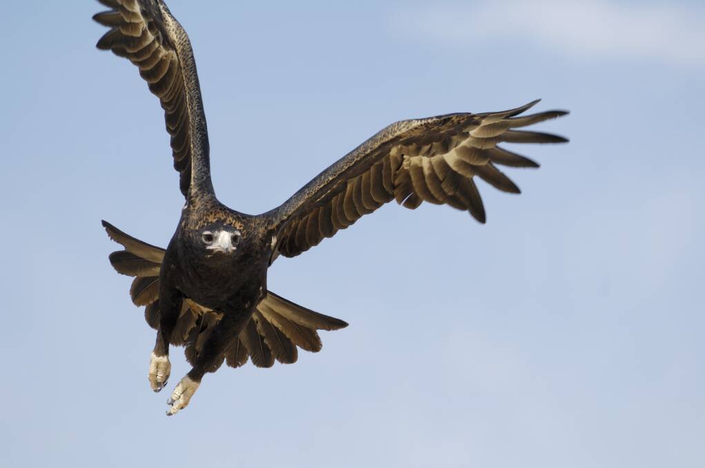 FEATHERED FRIENDS: Wedge-tailed eagles may come together to mate.