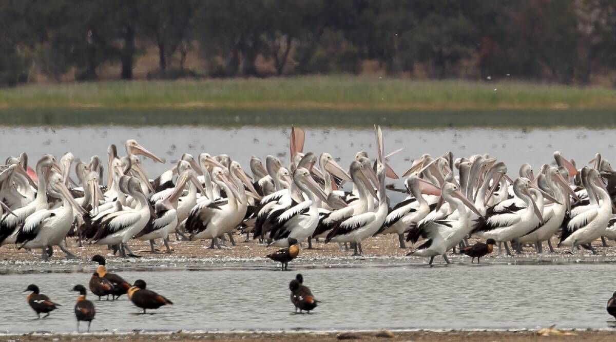 RENOWNED: Lake Burrumbeet is well known for its pelican population, but many other birds can be spotted in the area. Picture: Ed Dunens