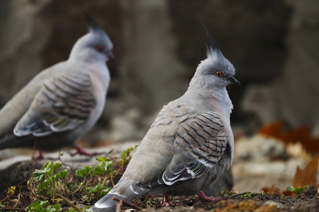 SPECTACULAR: The male and female crested pigeons look quite alike. They are relative newcomers to the Ballarat district. Picture: Ed Dunens 