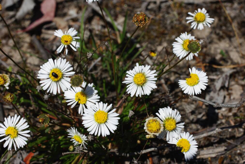 MISNOMER: While known as the coast daisy, this flower is also found well inland and north of the Divide. Picture: Roger Thomas