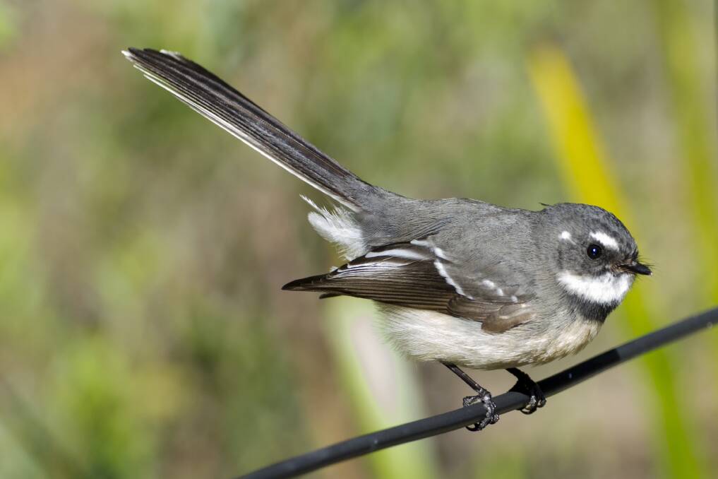 WELCOME: The grey fantail (Rhipidura albiscapa) is among the birds that have been coming back to the Yarrowee River in recent times.