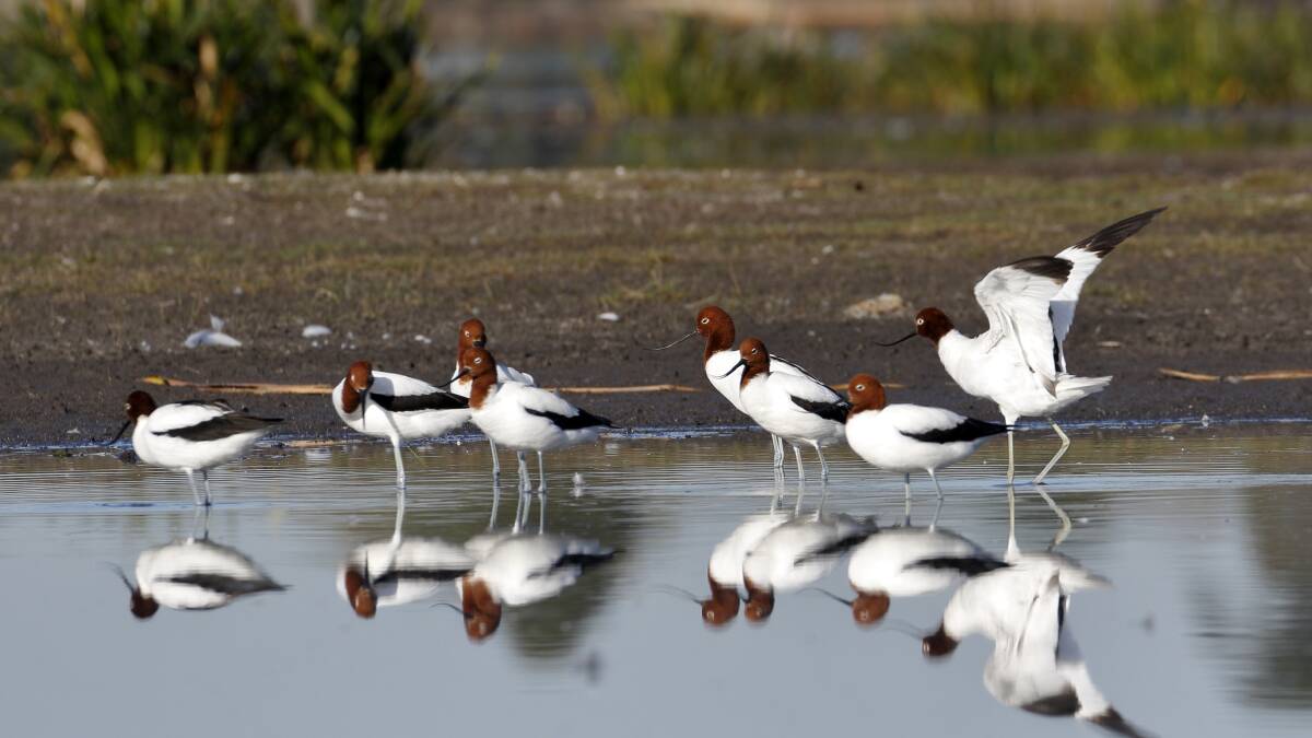 ATTRACTED: One of the more interesting species present at a receding Lake Learmonth is the red-necked avocet. Picture: Ed Dunens
