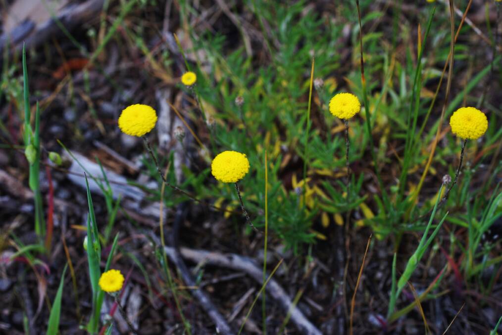 COLOUR: Scaly buttons, spotted in Victoria Park, is a small native wildflower with bright golden button heads.