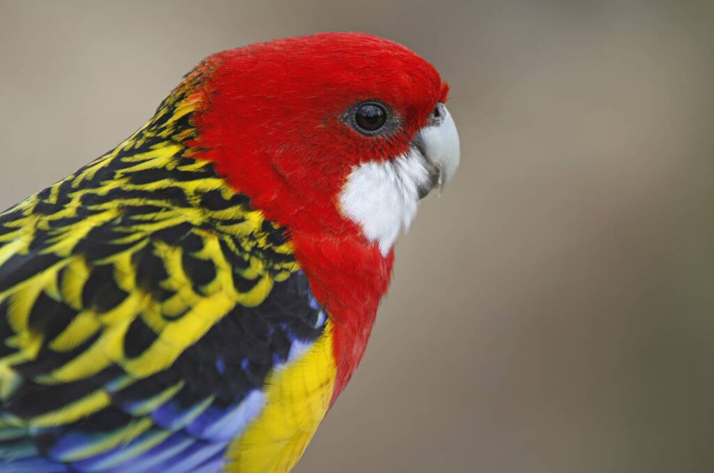 NO STRANGER: The eastern rosella is one of 14 species of parrots that are listed for the Ballarat region, and one of five classed as common.