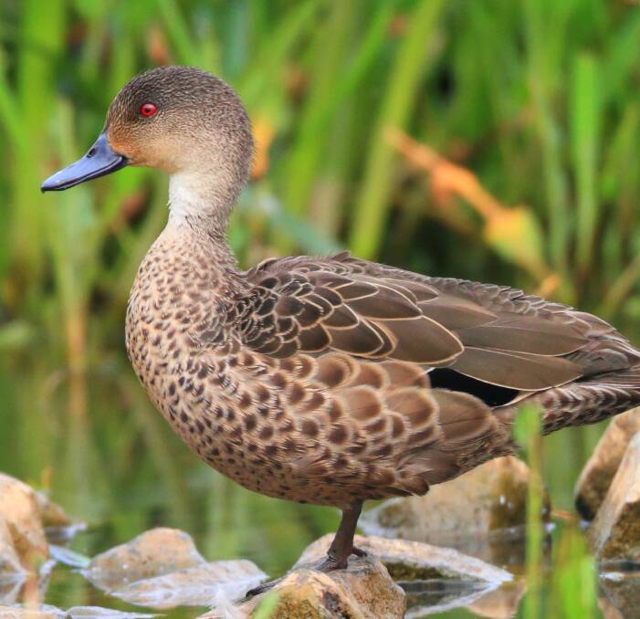 ALERT: Teals will avoid nesting on the ground due to the risk of predation. 