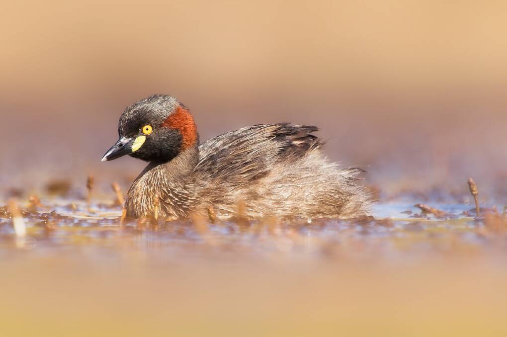 SPREAD: The Australasian grebe can be found in a number of countries.